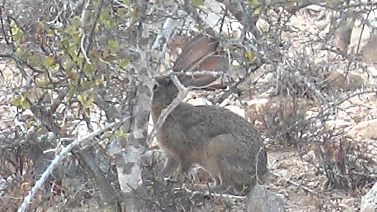 The rabbit remains crouched under dry brush in Cabo Pulmo, Mexico, its large ears visible through crossing branches and no visible people present.