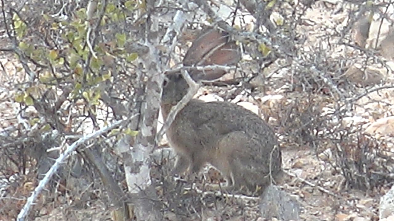 A small rabbit pauses among pale branches, dry twigs, and rocky tan soil in Cabo Pulmo, Mexico, with no visible people in the frame.
