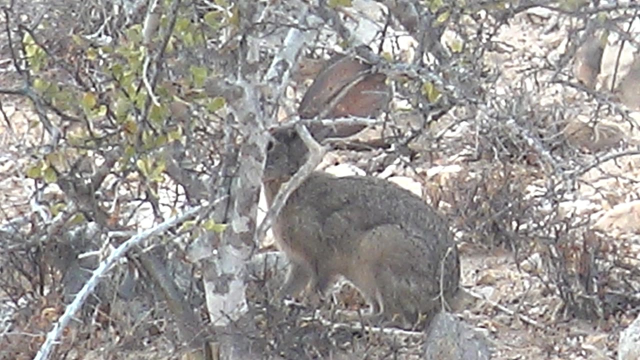 The rabbit sits behind a tangle of dry branches and sparse leaves in Cabo Pulmo, Mexico, with its body angled slightly through the scrub and no visible people.