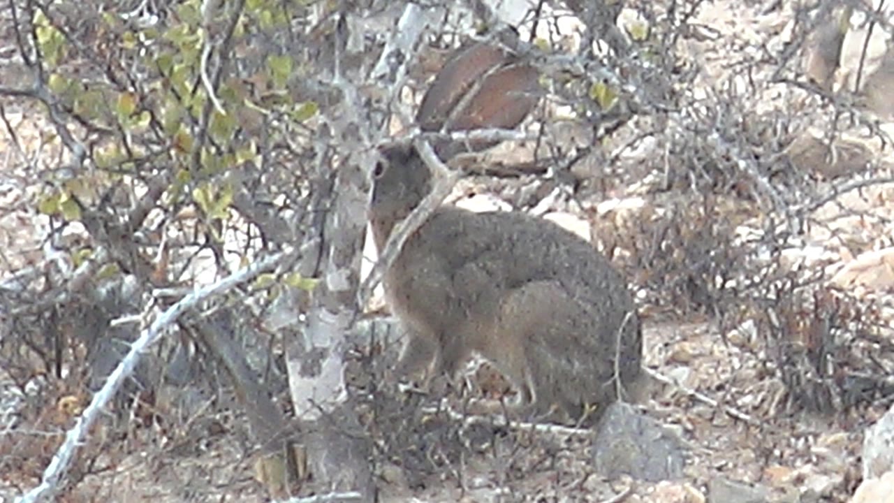 Rock hyrax crouched among dry shrubs, pale branches, rocks, and sandy ground in Cabo Pulmo, Baja California Sur, with no visible people.