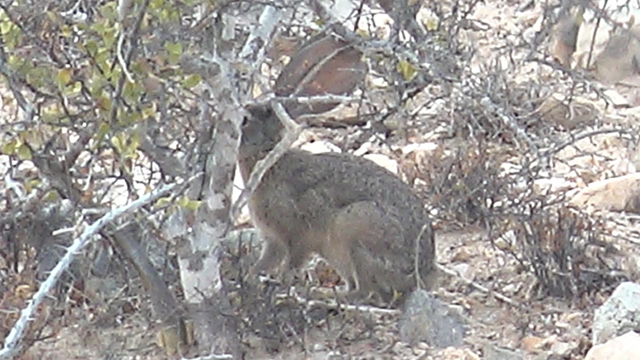 Rock hyrax remains low in the brush in Cabo Pulmo, Baja California Sur, with its head near the ground, dry twigs around it, and no visible people.