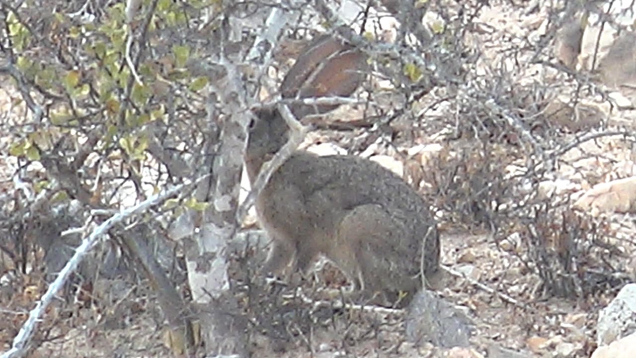 Rock hyrax is partially framed by a pale diagonal branch and low shrubs in Cabo Pulmo, Baja California Sur, with rocky ground behind it and no visible people.
