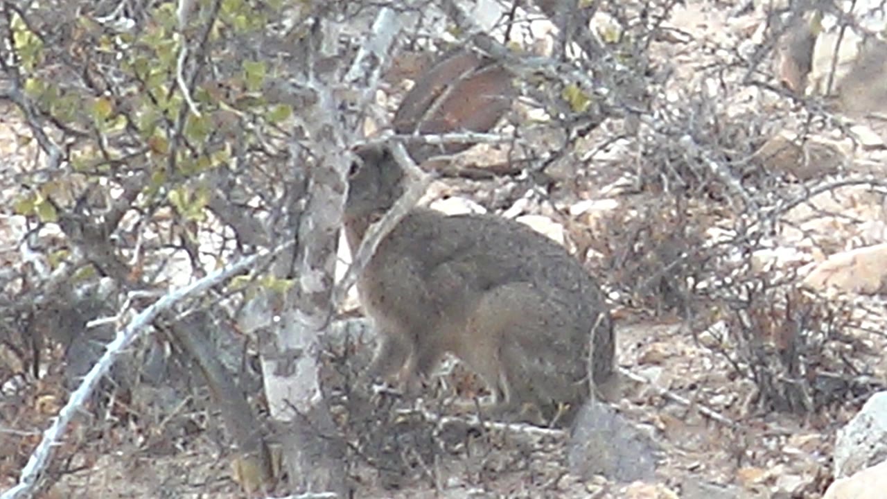 Rock hyrax leaning forward among dry brush and stones.
