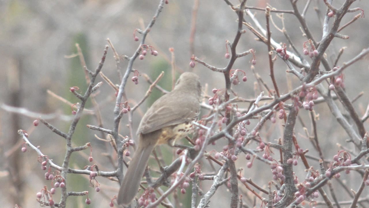 Brown bird perched with its back turned among berry branches.