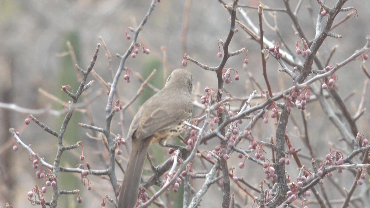 The bird remains perched among thin gray branches and red berries in Cabo Pulmo, with its body angled away and no visible people.
