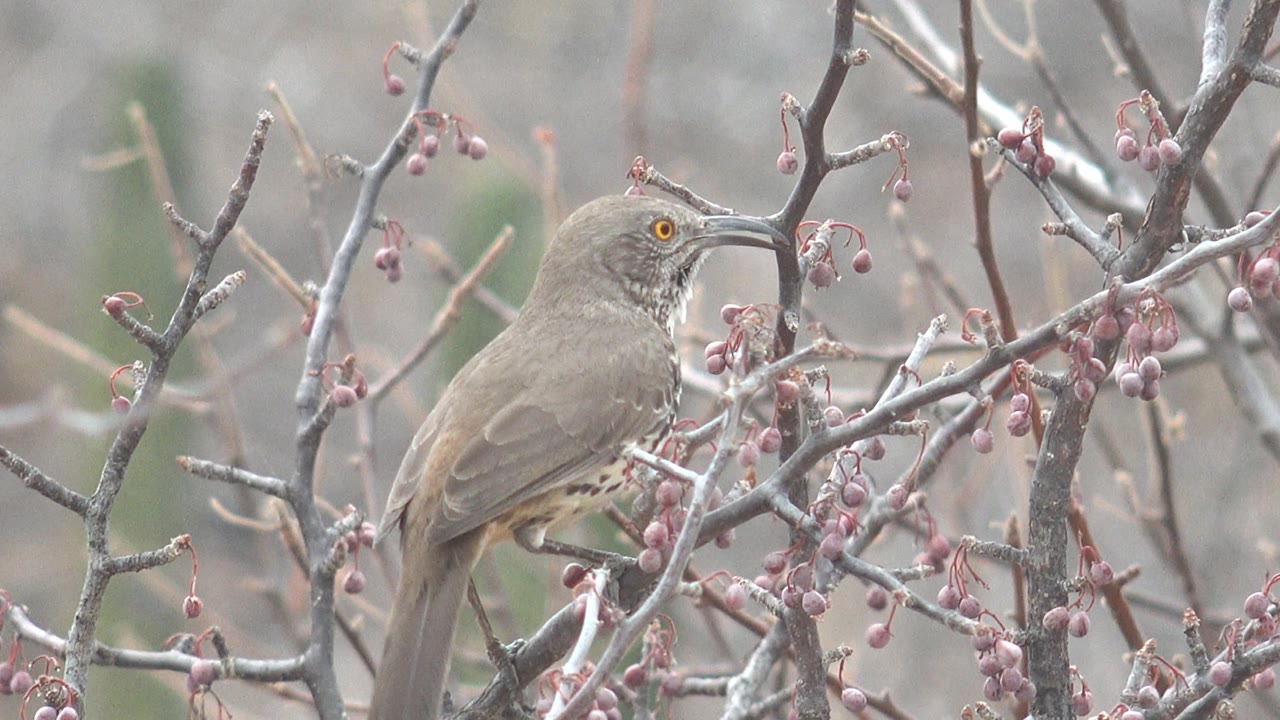 A brown bird turns its head near berry clusters on bare branches in Cabo Pulmo, showing more of the curved beak and no visible people.