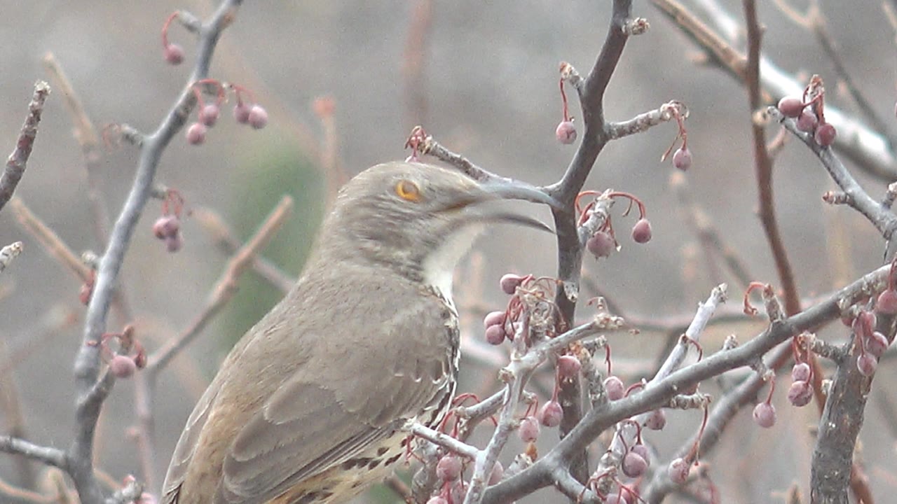 A close frame shows the brown bird's yellow eye and open curved beak beside red berries in Cabo Pulmo, with no visible people.