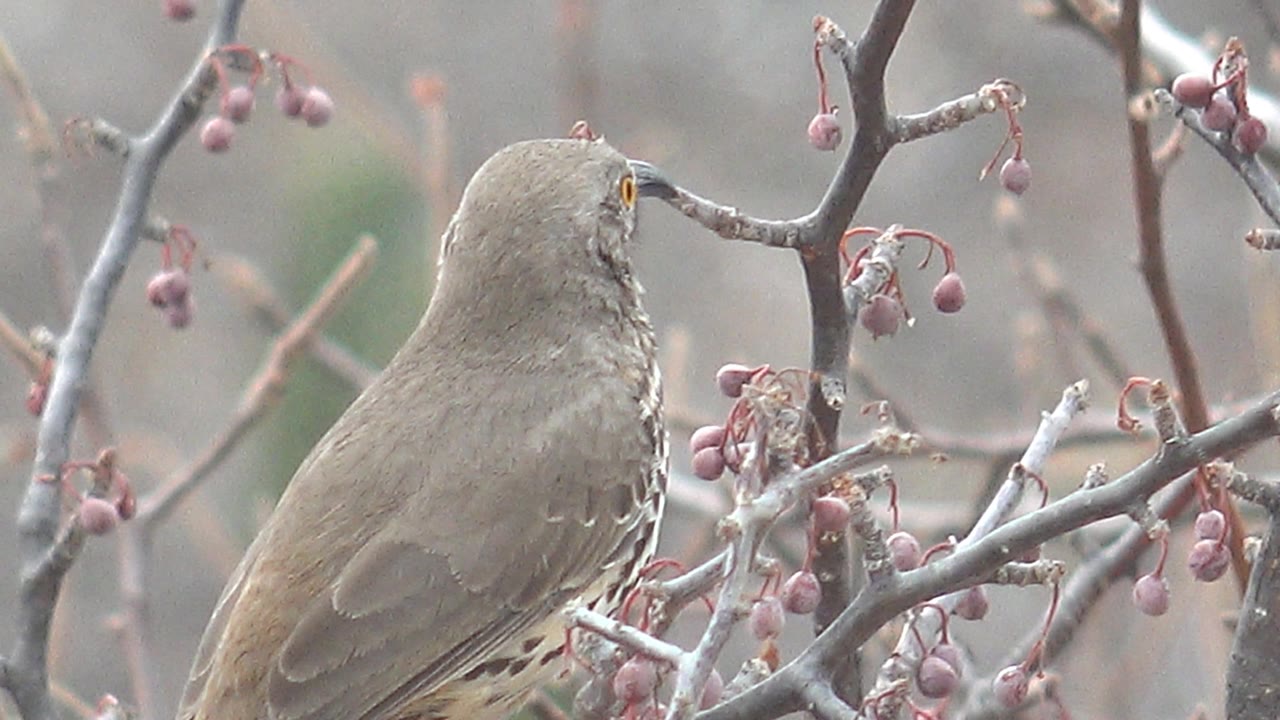 A brown bird perches on a bare branch with small pink berries in Cabo Pulmo, Baja California Sur, Mexico, with no visible people.