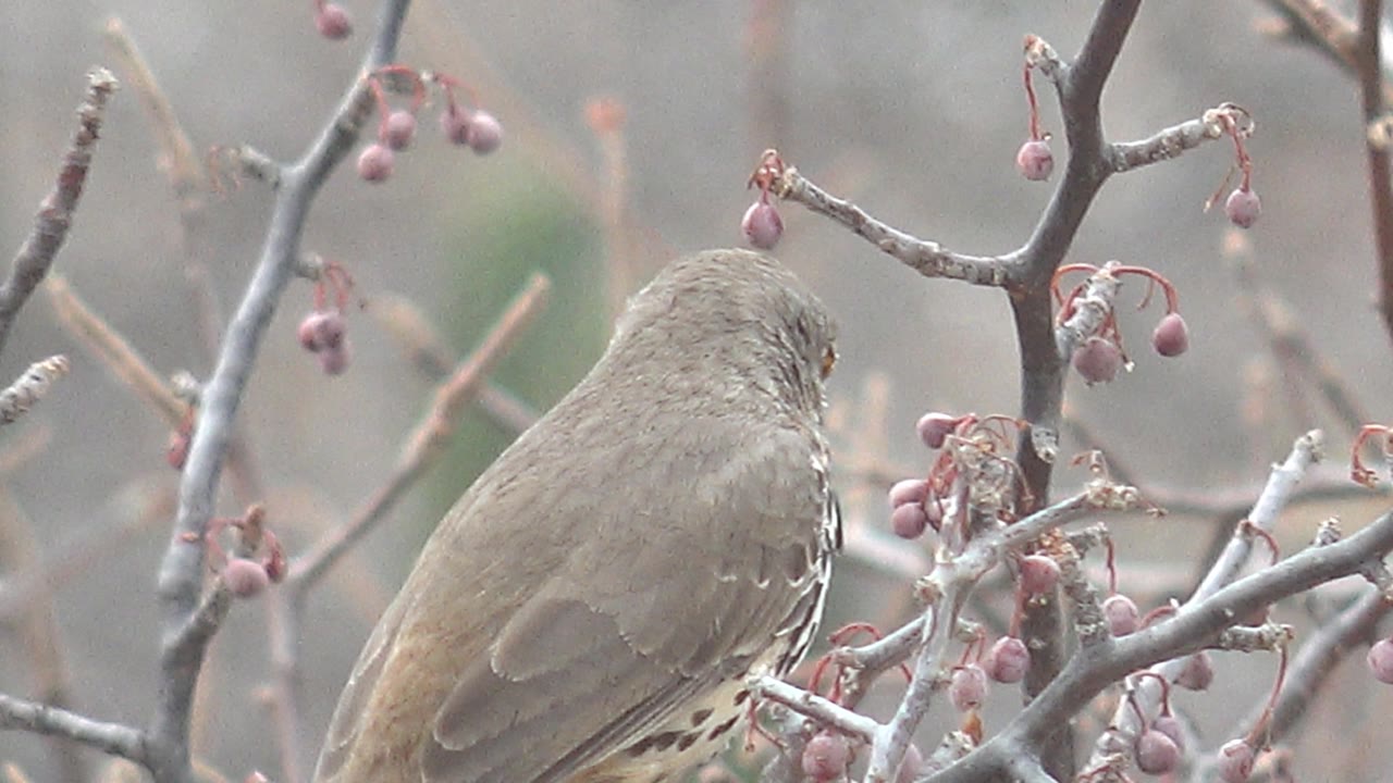 The bird remains perched among crossing branches and pink berry clusters in Cabo Pulmo, with its back and side visible and no visible people.