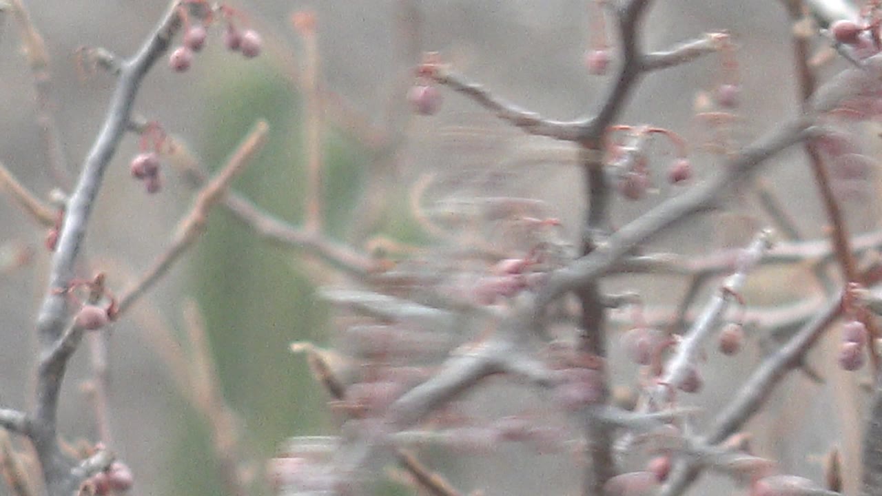 A motion-blurred bird moves out of the branch area while pink berries and bare twigs fill the foreground in Cabo Pulmo, with no visible people.