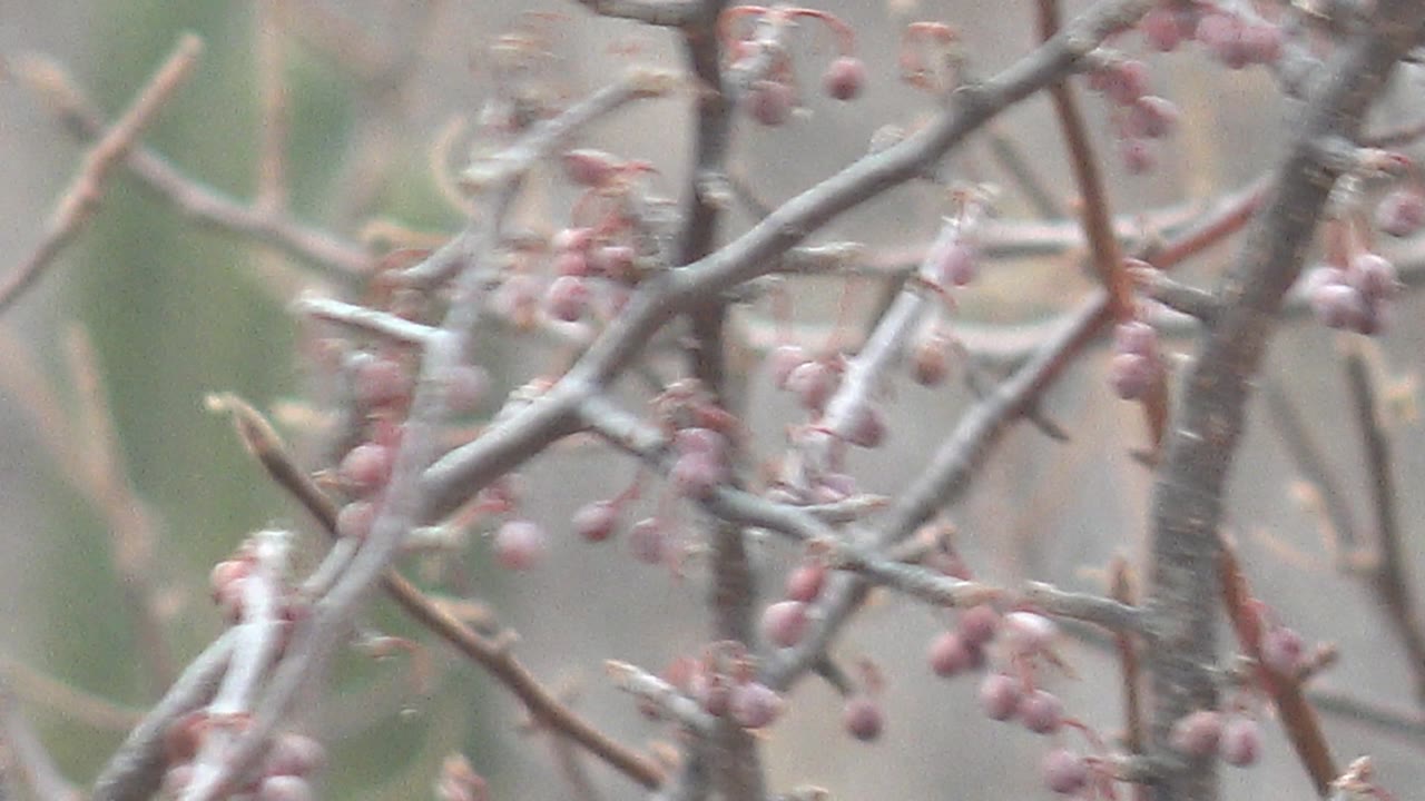 Bare branches and pink berries after the bird has left.