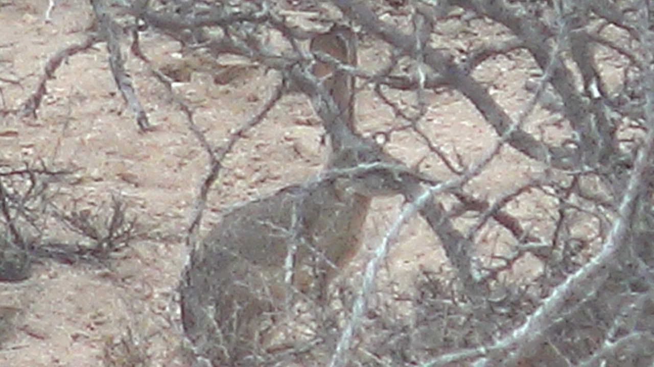 Rabbit partly hidden behind dry desert branches