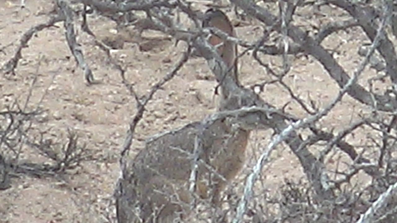 The rabbit remains crouched behind a web of dry branches on pale sandy desert soil in Cabo Pulmo, with no visible people.