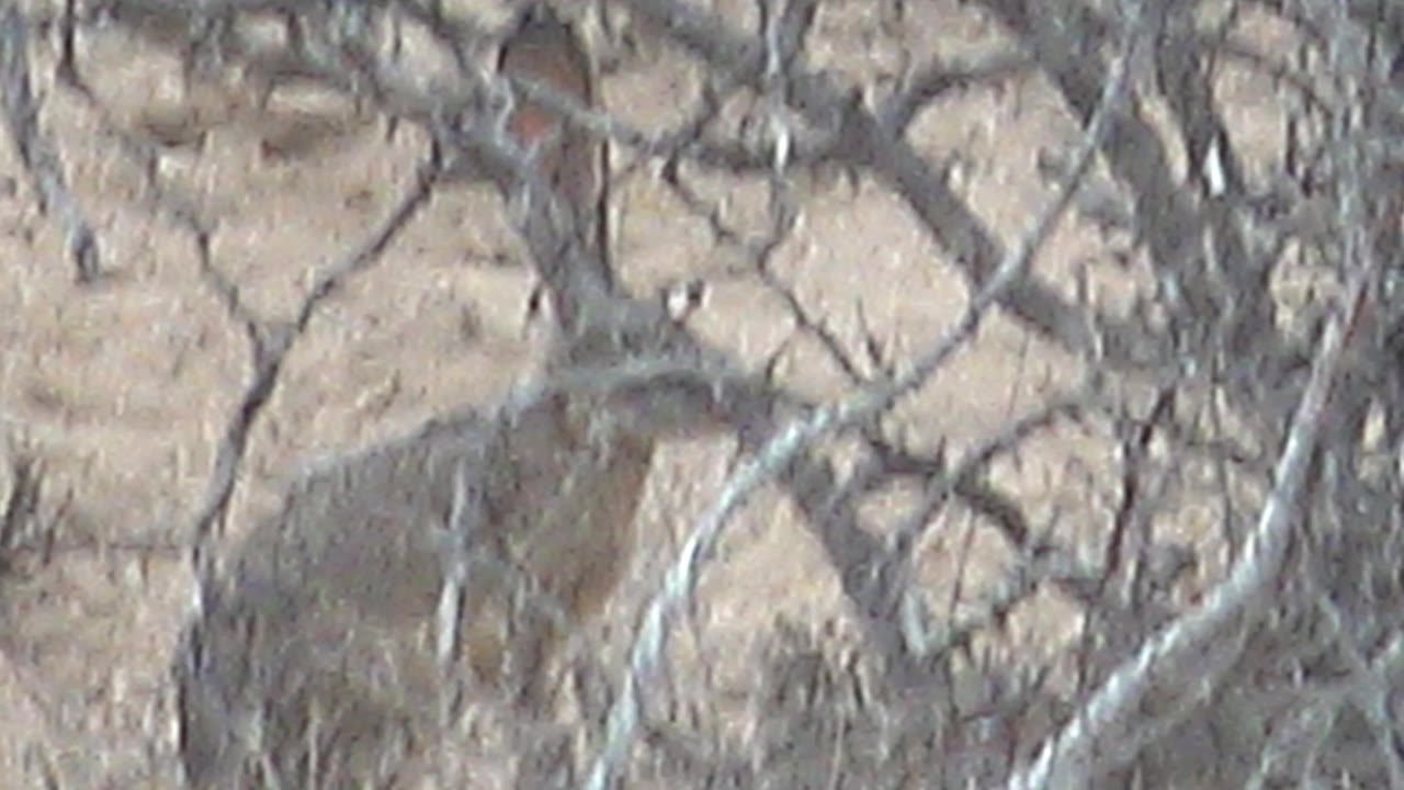 A brown rabbit is seen through thicker foreground brush, its body partly blocked by dry twigs against the sandy Cabo Pulmo ground, with no visible people.