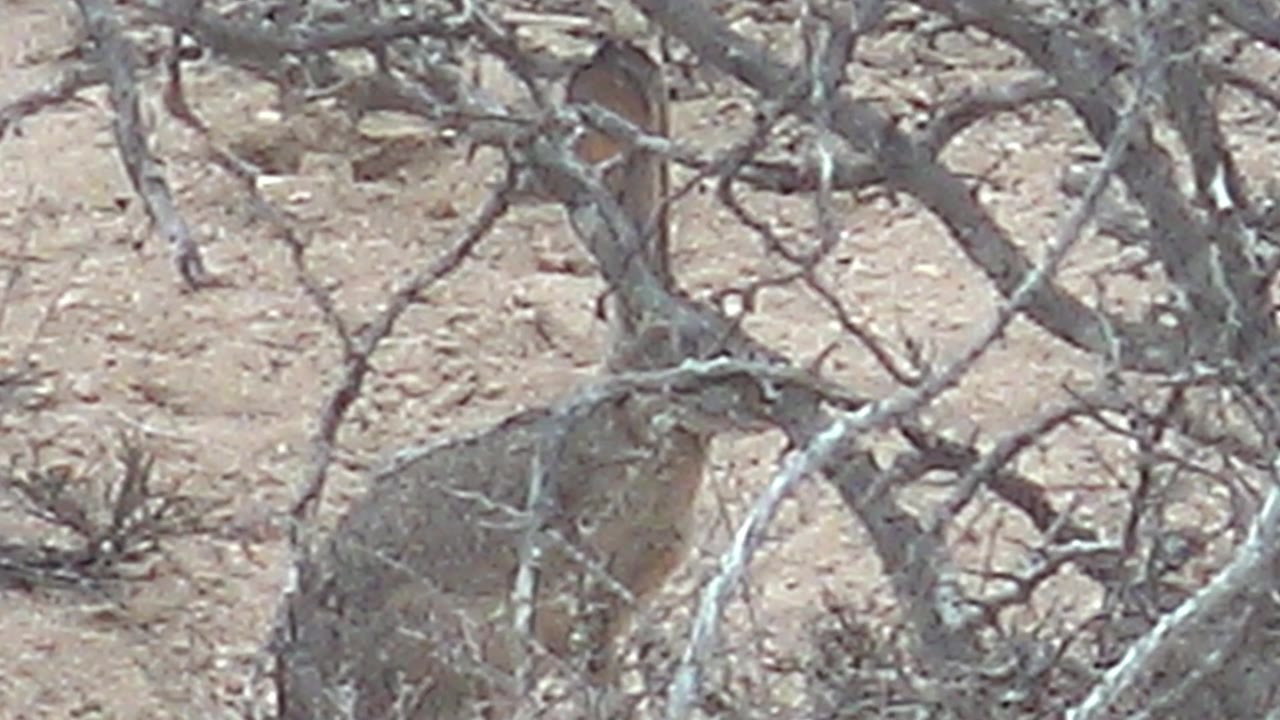 The rabbit sits low in the frame behind pale gray branches and dry scrub on sandy soil in Cabo Pulmo, Baja California Sur, with no visible people.