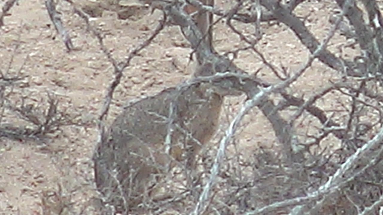 A jackrabbit is partly obscured by leafless scrub branches on sandy ground in Cabo Pulmo, Baja California Sur, with no visible people.