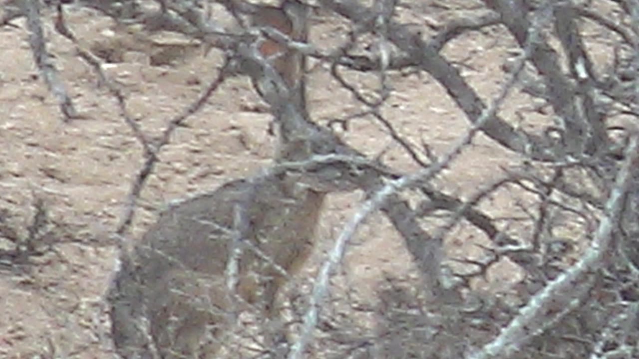 The jackrabbit remains in sparse sandy scrub in Cabo Pulmo, Baja California Sur, its body and upright ears visible through crossing branches, with no visible people.