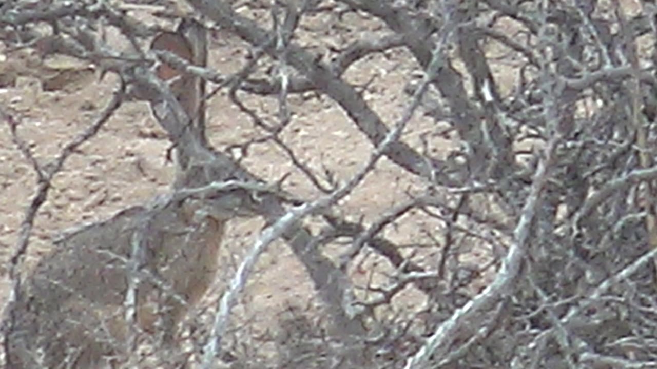 A jackrabbit stands deeper behind tangled gray-brown branches on sandy desert ground in Cabo Pulmo, Baja California Sur, with no visible people.