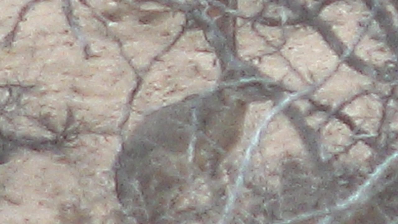 Blurred foreground branches over a jackrabbit in desert scrub