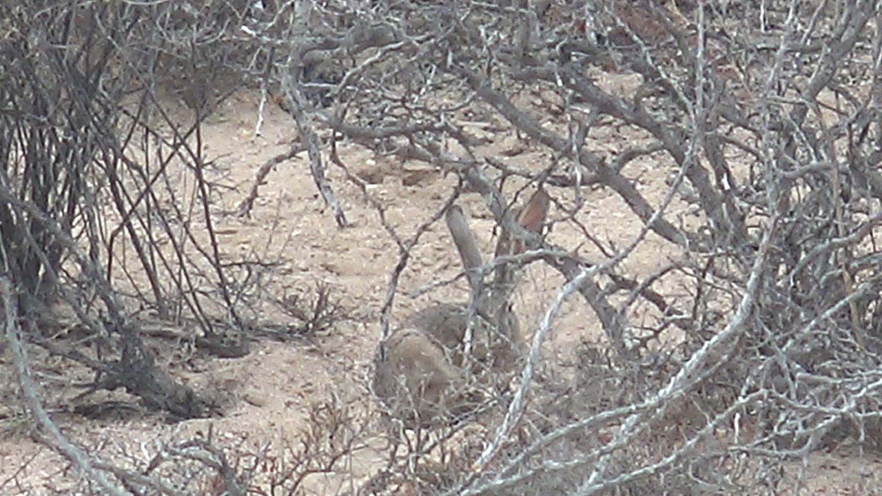 A rabbit sits partly obscured by dry gray branches on sandy ground in Cabo Pulmo, Baja California Sur, Mexico, with no visible people.