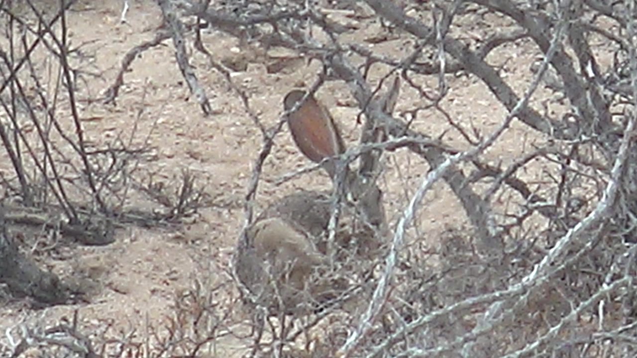 The rabbit remains low among tangled desert brush while a small bird perches on an upper branch in Cabo Pulmo, with no visible people.