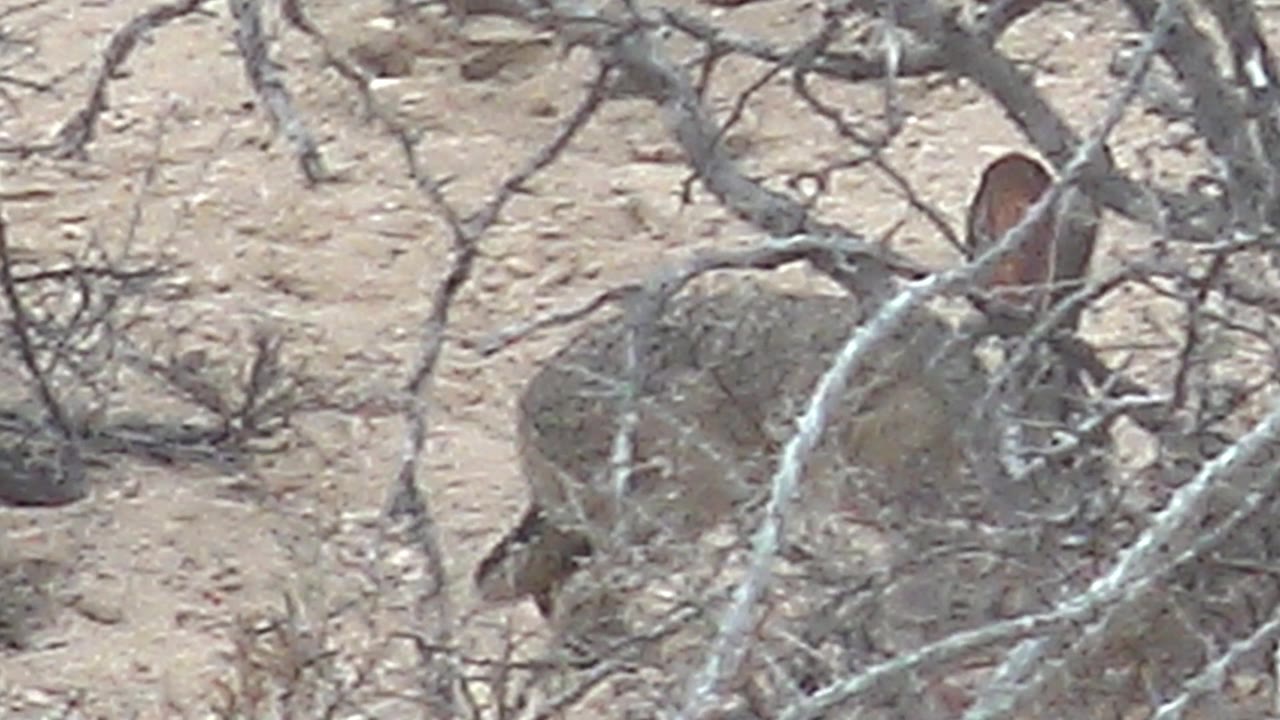 A rabbit is seen side-on through pale woody branches on the sandy Cabo Pulmo desert floor, with no visible people.