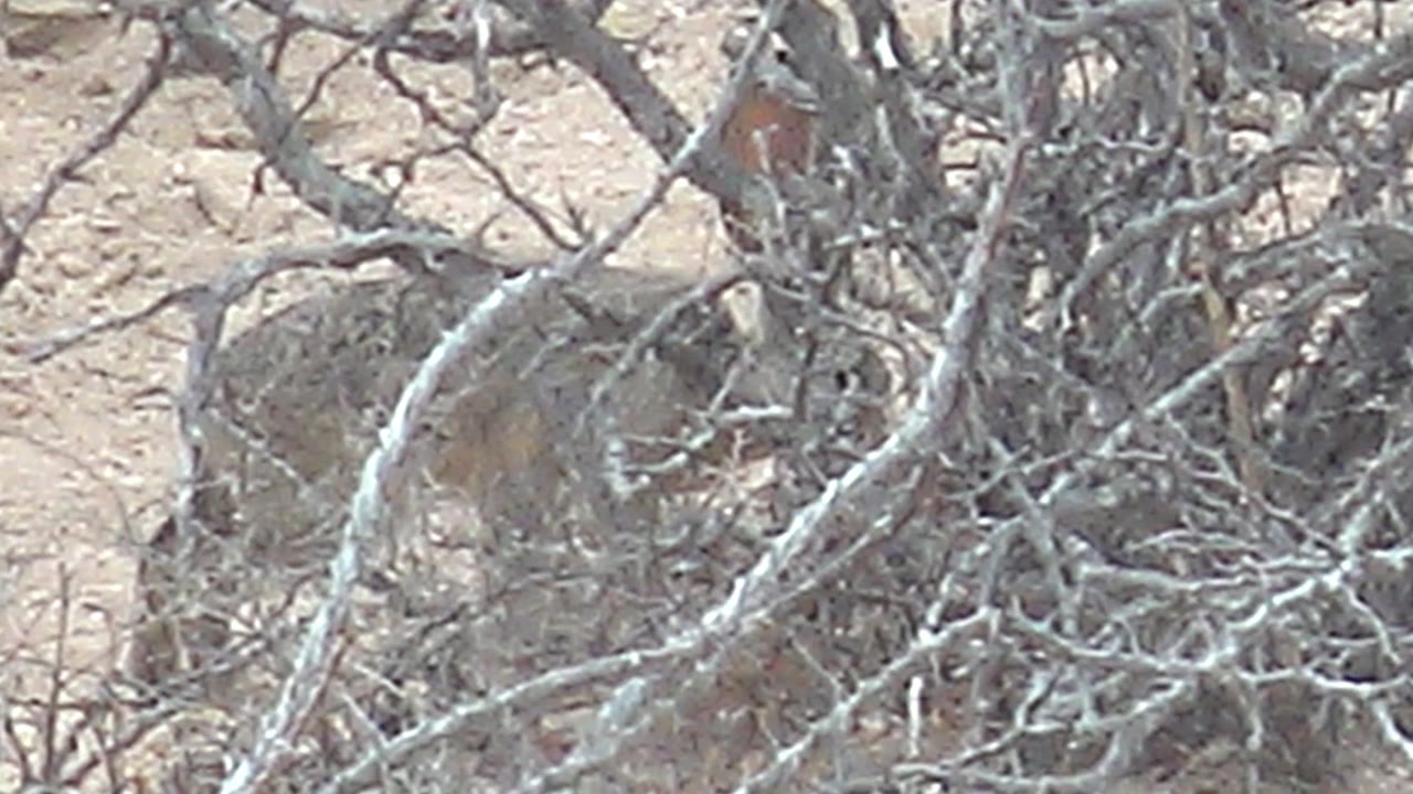 Rabbit close to tangled dry brush with bird partly visible above