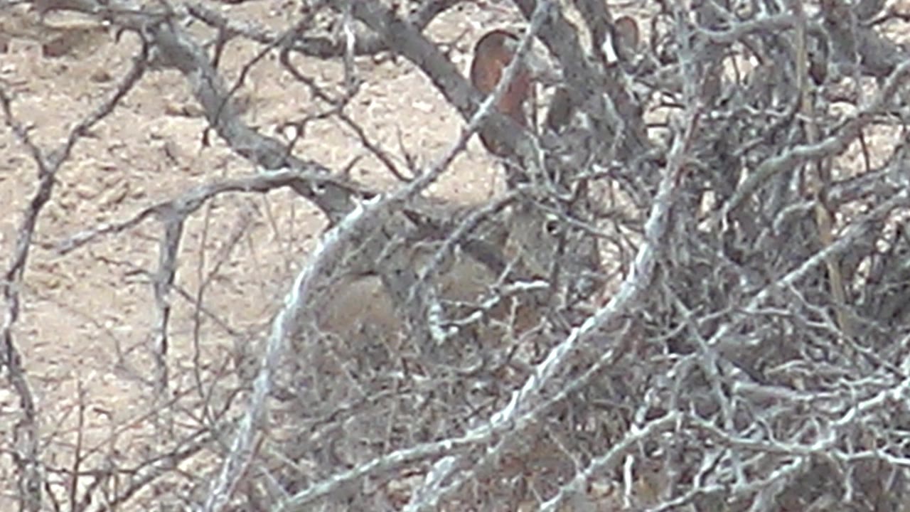 A rabbit is partly concealed by tangled dry bush branches on sandy ground in Cabo Pulmo, Baja California Sur, Mexico, with no visible people.