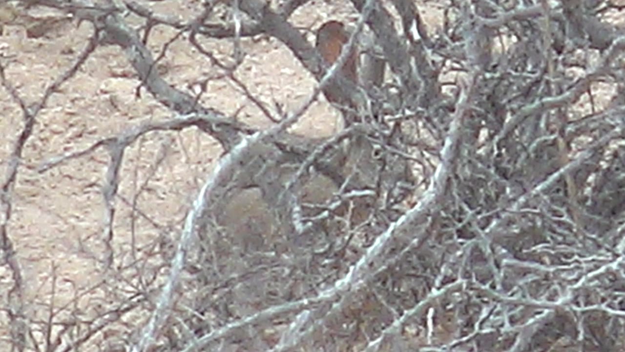 The rabbit remains behind pale, leafless twigs on the sandy floor of Cabo Pulmo, Baja California Sur, Mexico, with no visible people.