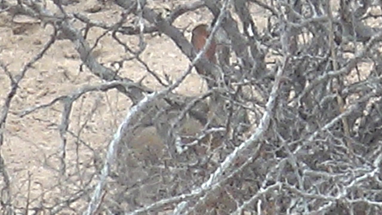 A rounded rabbit body is visible through dense gray dry branches in Cabo Pulmo, Baja California Sur, Mexico, with no visible people.