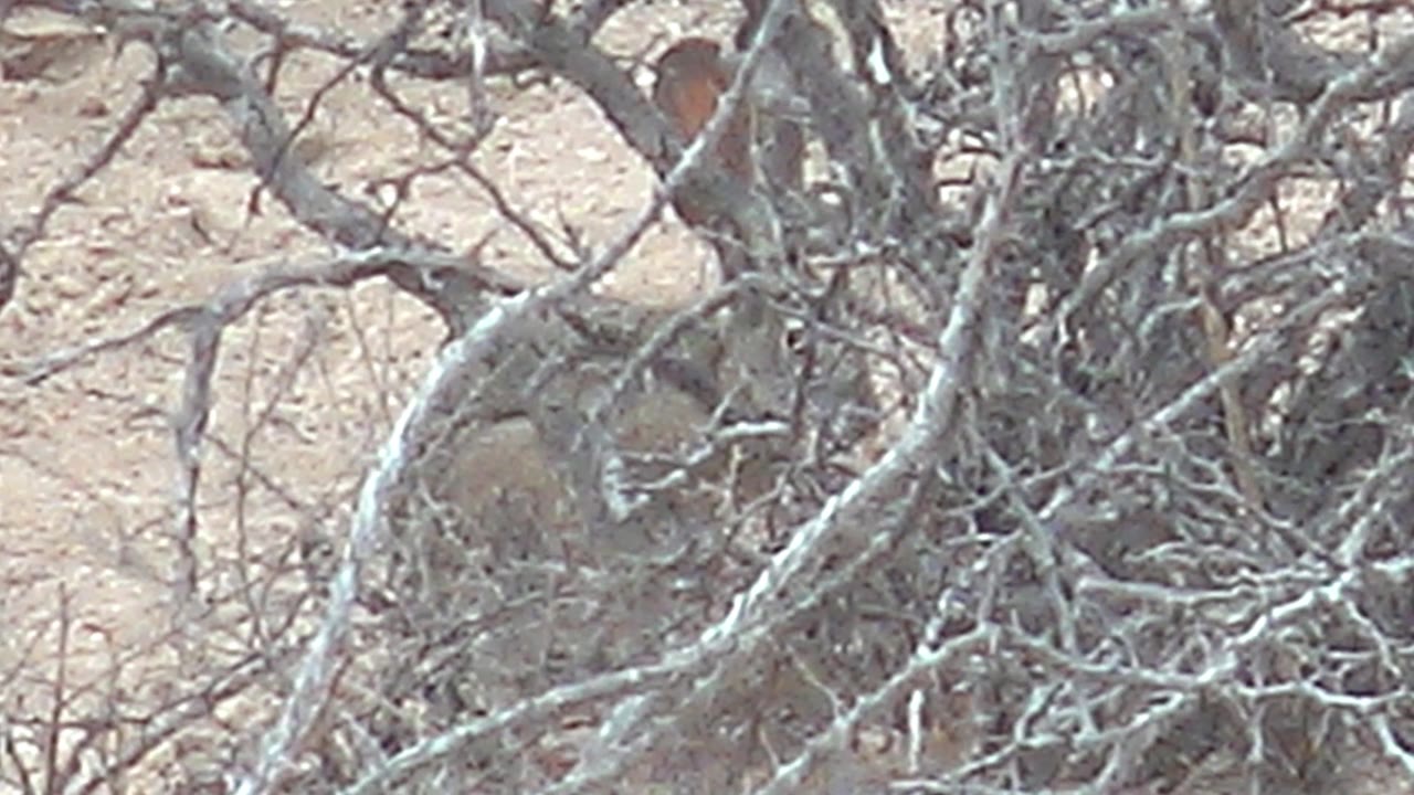 The rabbit sits low behind crossing dry branches on sandy ground in Cabo Pulmo, Baja California Sur, Mexico, with no visible people.