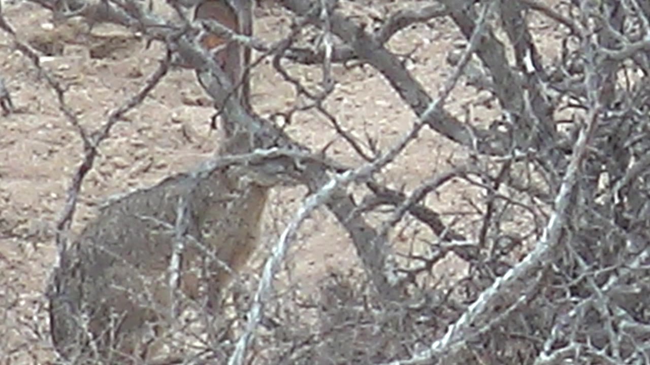 A brown-gray desert hare sits low behind tangled dry branches on sandy ground in Cabo Pulmo, Baja California Sur, with no visible people.