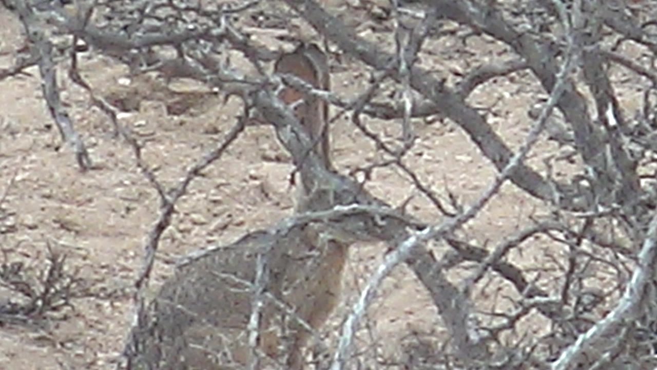 The hare remains crouched in the midground behind pale branches, surrounded by sandy soil and sparse vegetation in Cabo Pulmo, Baja California Sur, with no visible people.