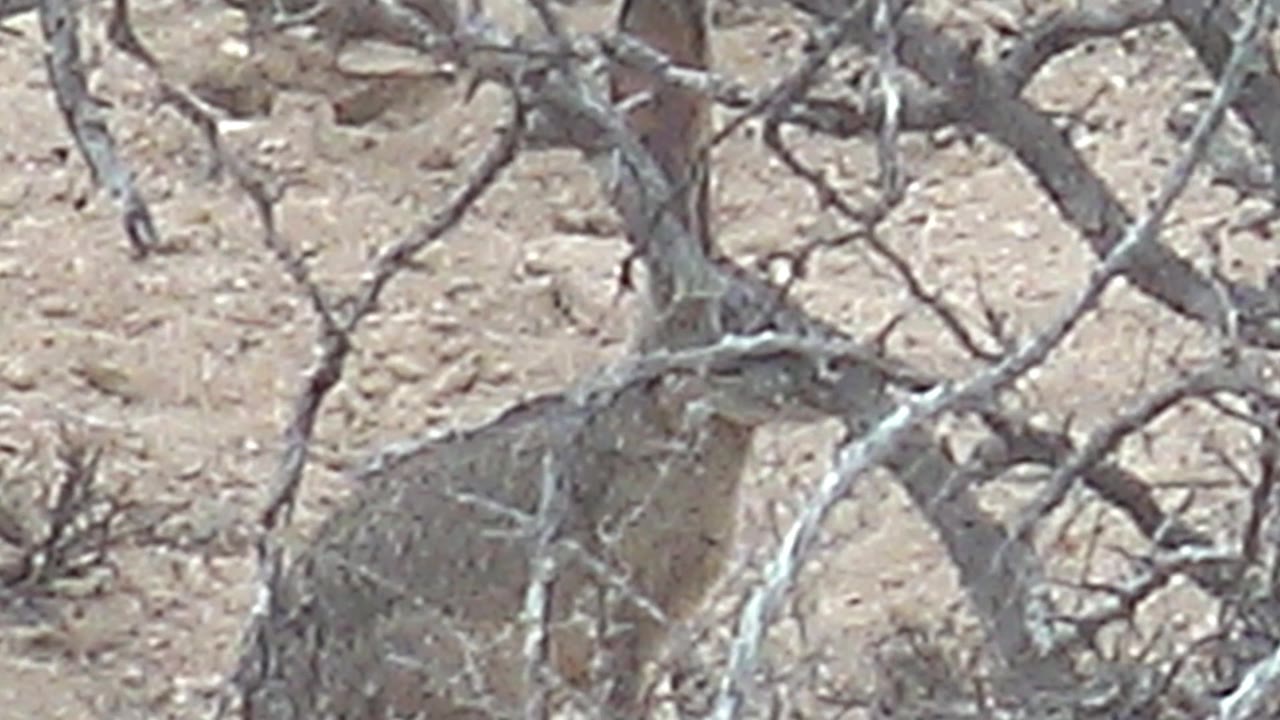 The hare's head and long ears are visible through a denser tangle of dry branches against sandy Cabo Pulmo ground, with no visible people.