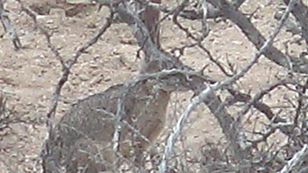 Partly obscured hare beside a dry bush in desert terrain.