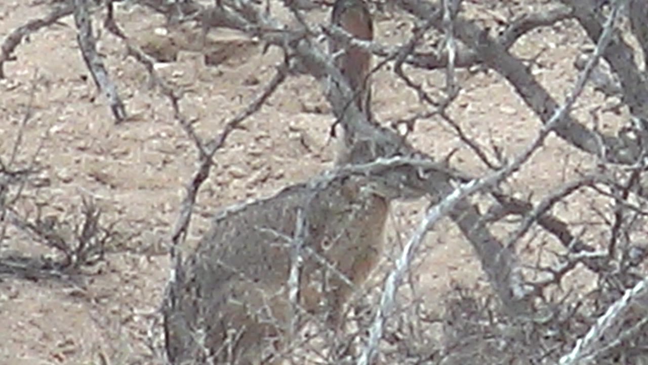 Rabbit partly hidden behind dry desert branches on sandy ground.