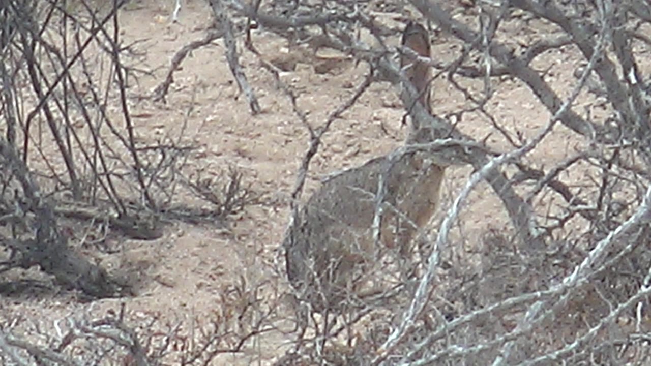At 0:01, the rabbit remains low in the scrub while gray branches cross the foreground and sandy desert ground fills the frame, with no visible people.