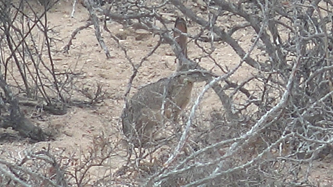 At 0:02, the rabbit is framed by tangled pale branches and low dry brush in the Cabo Pulmo desert setting, with no visible people.