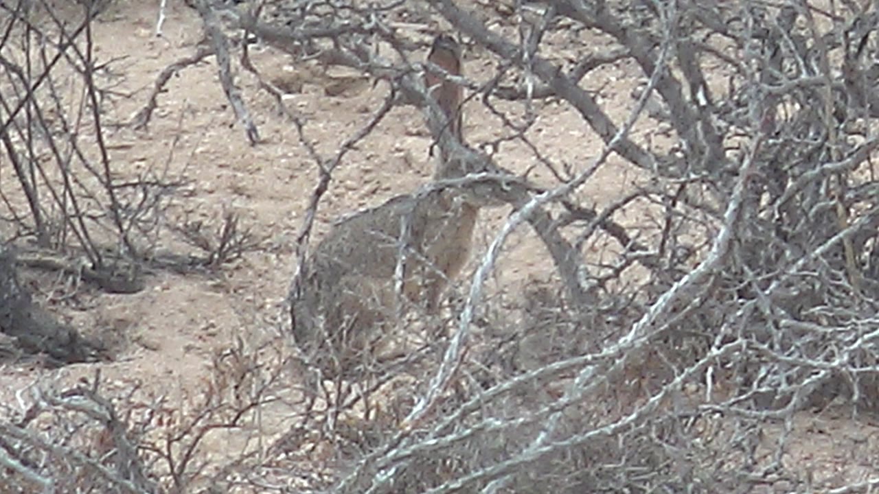 At 0:03, the rabbit is partially visible through a denser screen of leafless shrubs on dry sandy terrain, with no visible people.