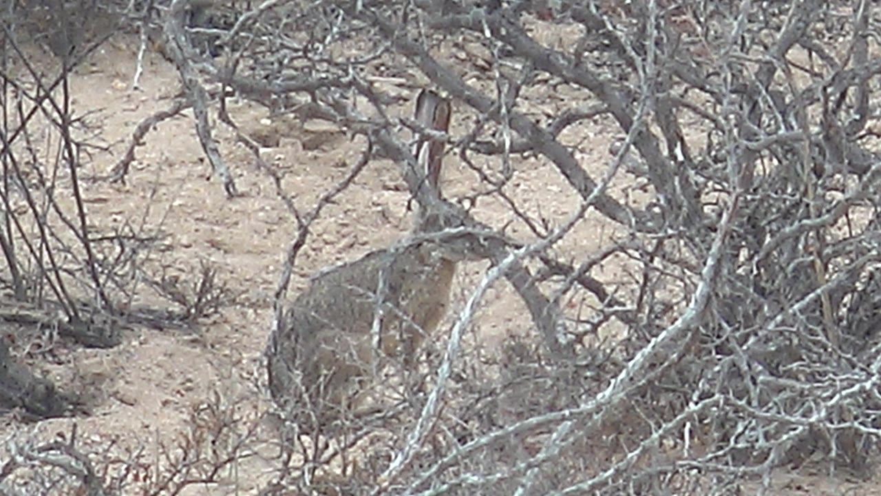 A jackrabbit sits partly concealed by pale dry branches on sandy ground in Cabo Pulmo, Baja California Sur, with no visible people.