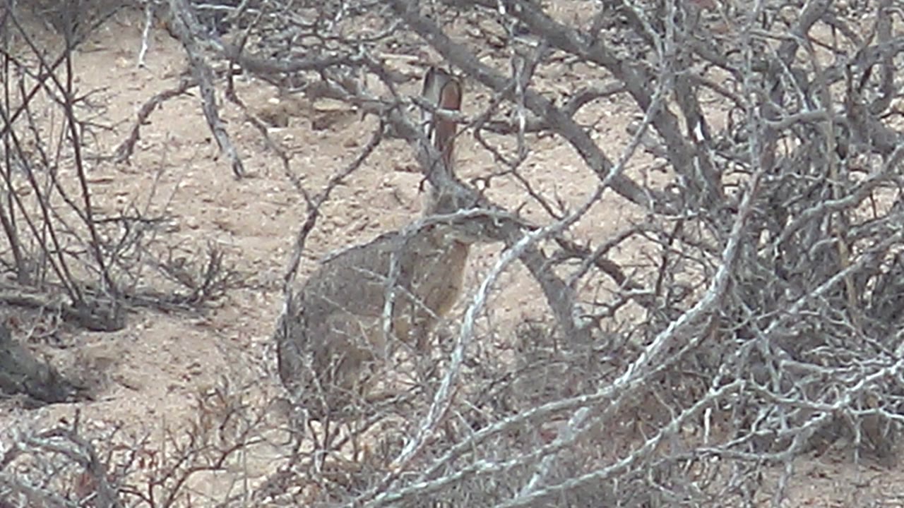 The jackrabbit remains crouched among tangled gray branches and beige sand in Cabo Pulmo, Baja California Sur, with no visible people.