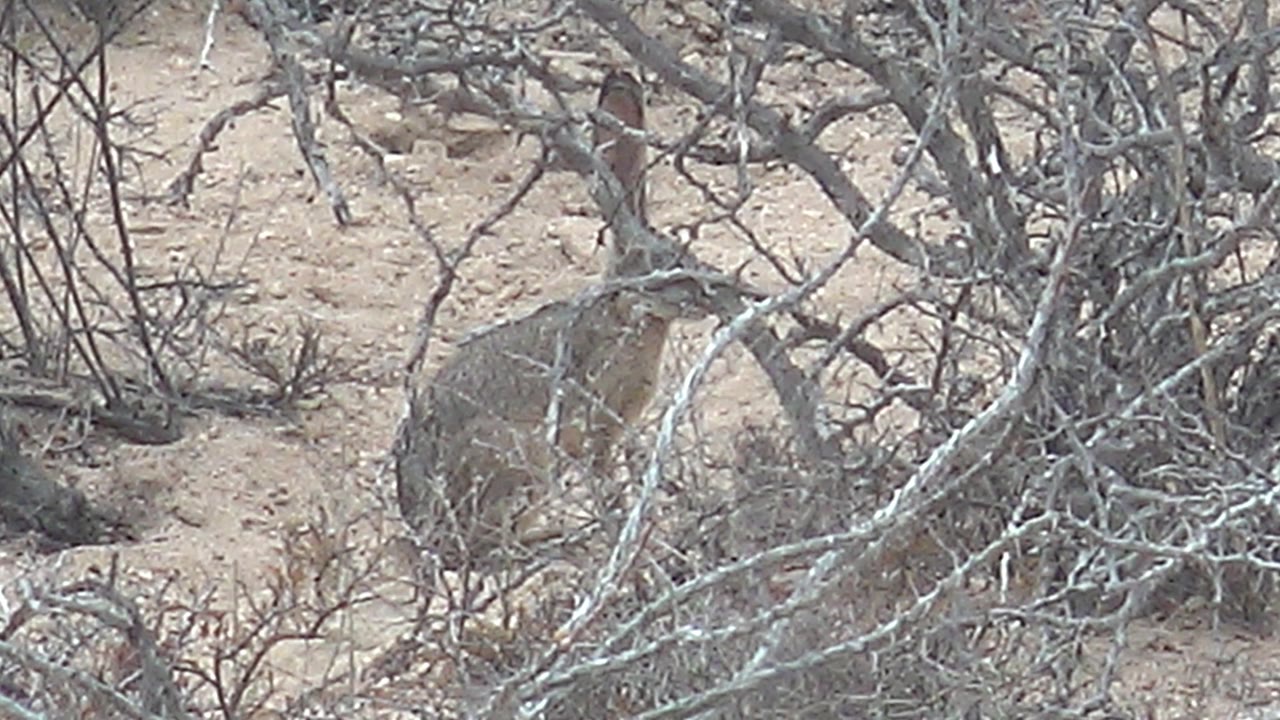 A jackrabbit is visible through a screen of pale twigs on sandy desert ground in Cabo Pulmo, Baja California Sur, with no visible people.