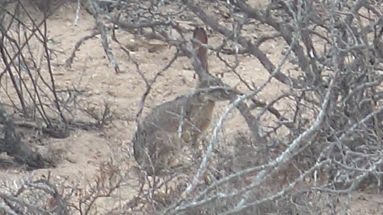 Jackrabbit partly obscured by foreground branches