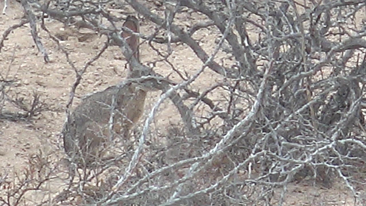 At 0:00, a small brown rabbit is partly hidden behind pale dry branches on sandy ground in Cabo Pulmo, Mexico, with no visible people.