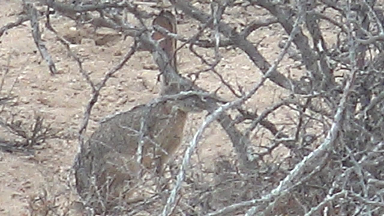 At 0:01, the rabbit remains low in the brush, its back and side visible through tangled gray branches on sandy Cabo Pulmo desert ground, with no visible people.