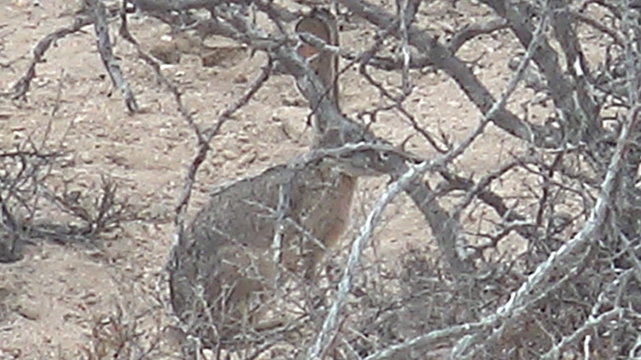 At 0:02, foreground branches cross the frame while the small rabbit stays mostly visible behind them on pale sandy desert ground in Cabo Pulmo, with no visible people.