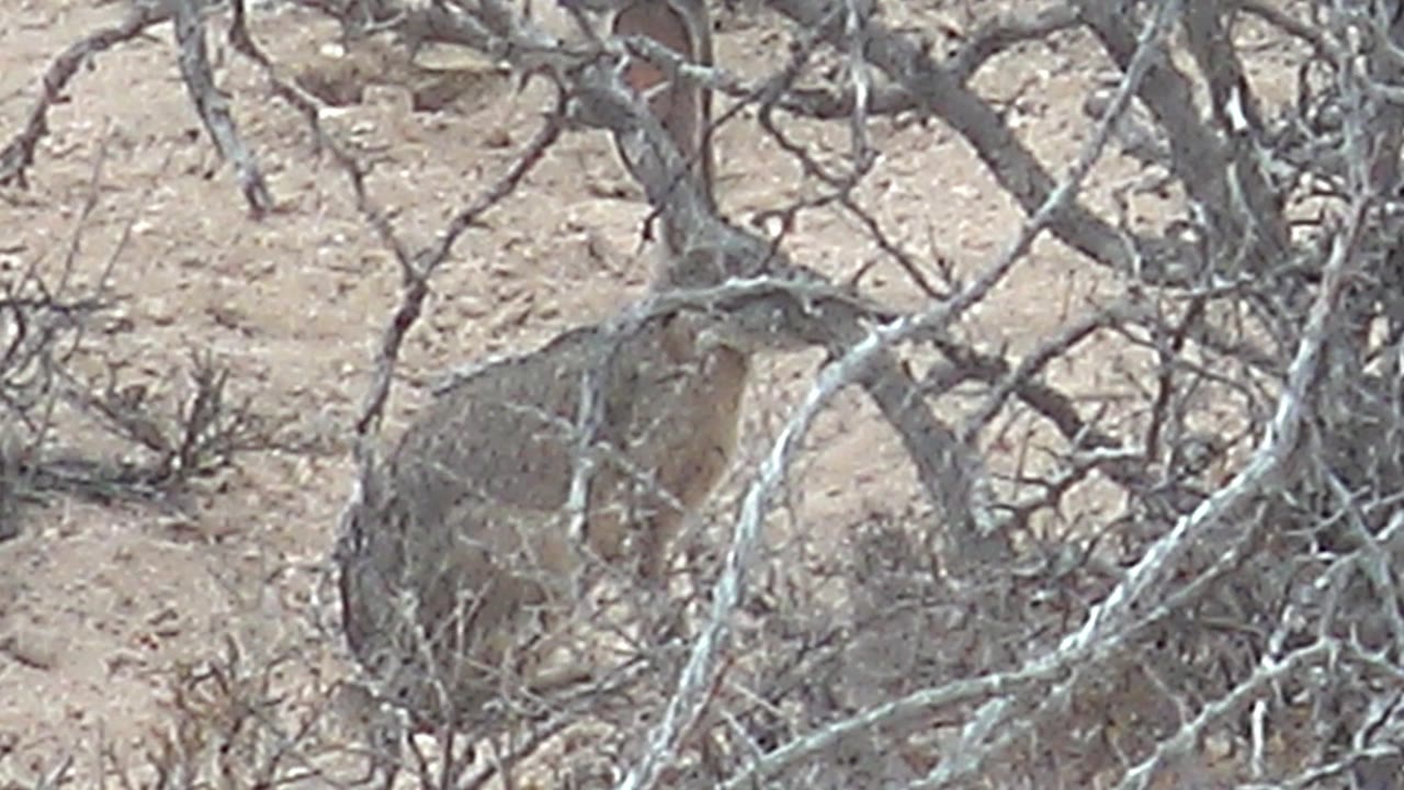 Rabbit beside dry branch network on sandy ground