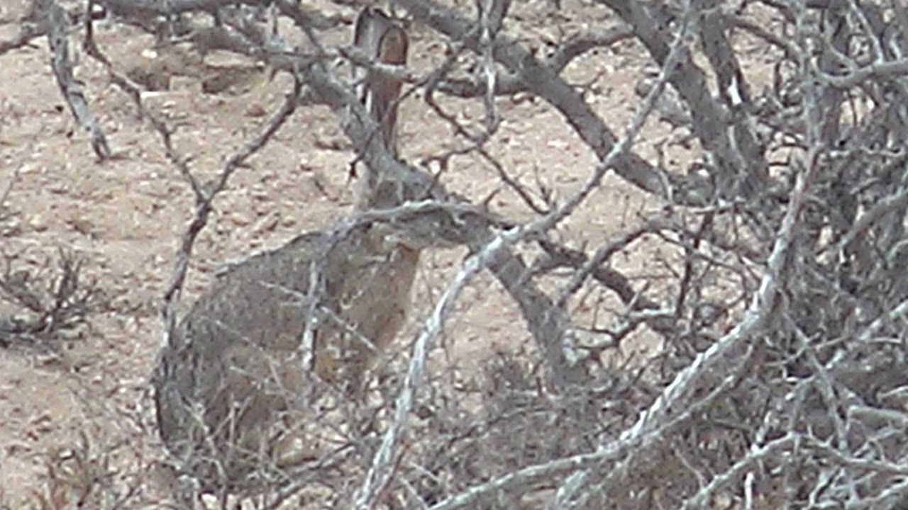 Jackrabbit partly hidden behind dry branches on sandy ground.