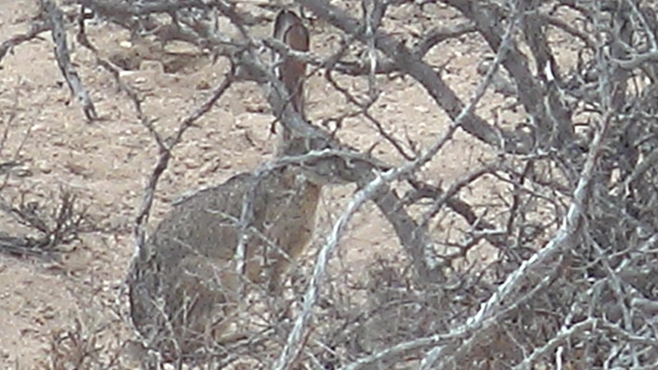 At 0:01, the jackrabbit remains seated in nearly the same position, framed by tangled gray branches in Cabo Pulmo with no visible people.