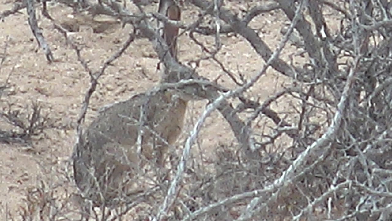At 0:02, the jackrabbit is visible through leafless branches on sandy arid ground in Cabo Pulmo, with the brush dominating the foreground and no visible people.